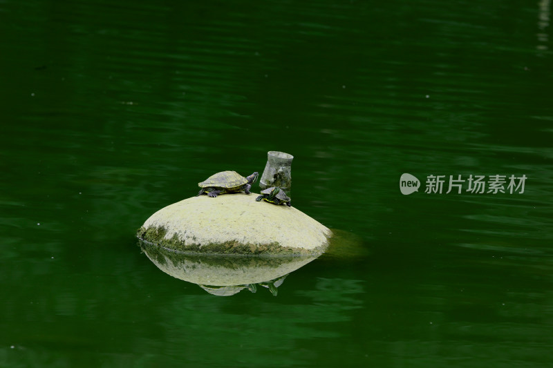池塘中的乌龟