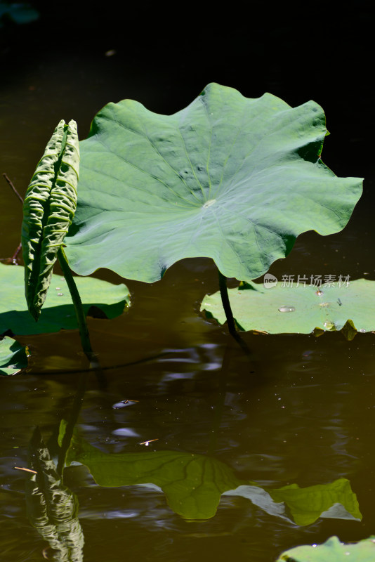 植物园的花花草草