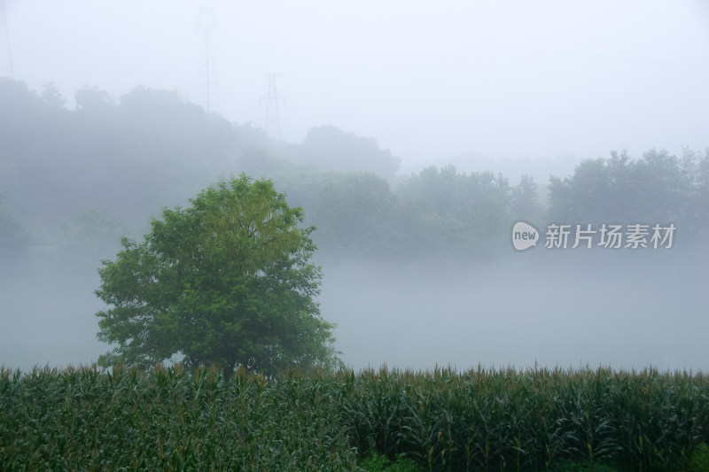 晨雾笼罩的田野和孤独的树