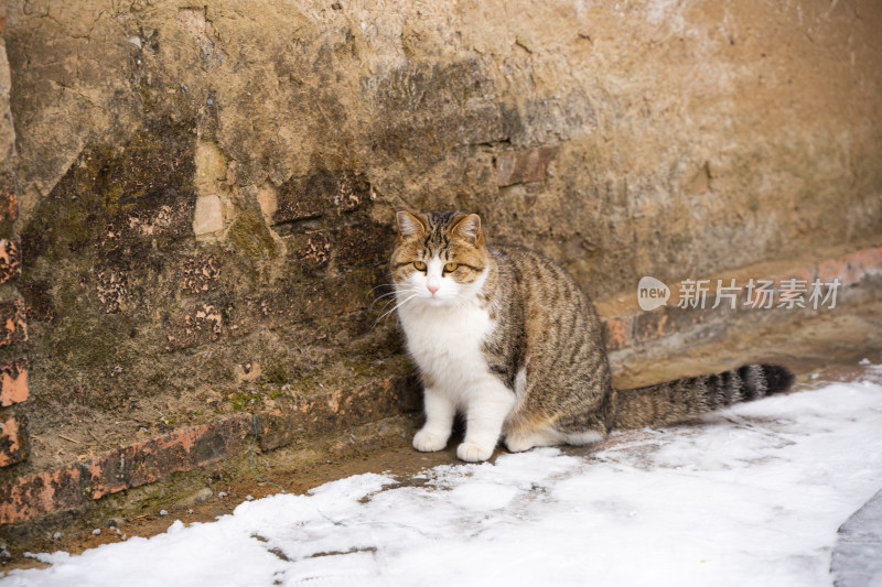 猫在墙角休息冬季雪地