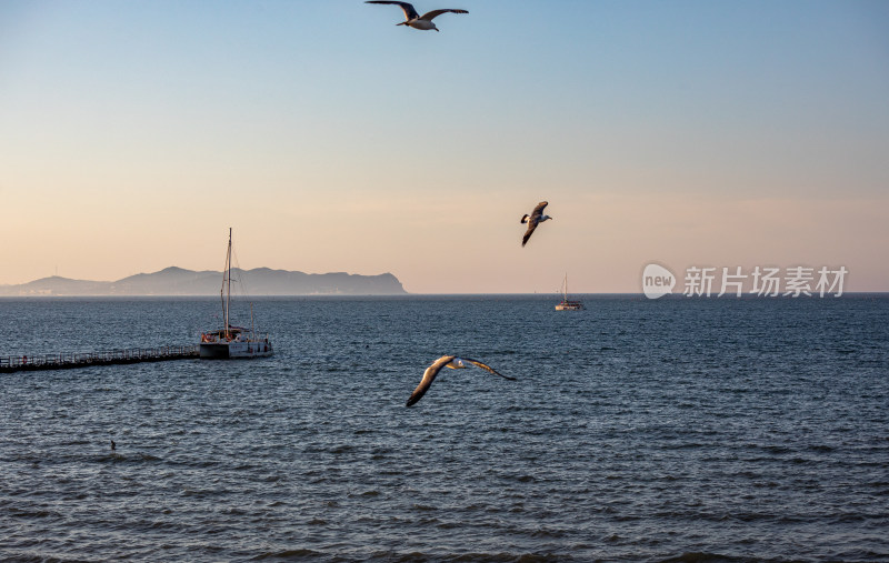 山东烟台蓬莱阁八仙过海景区海天之间海鸥