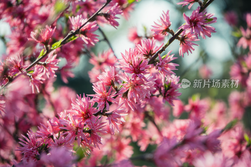 春天枝头绽放的粉红色菊花桃