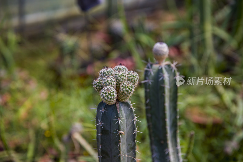 仙人球多肉植物