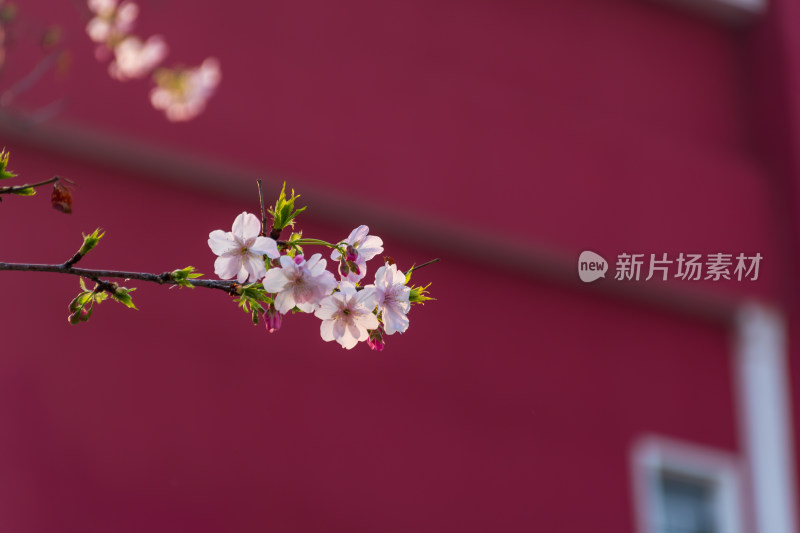 红色背景下的樱花树枝特写