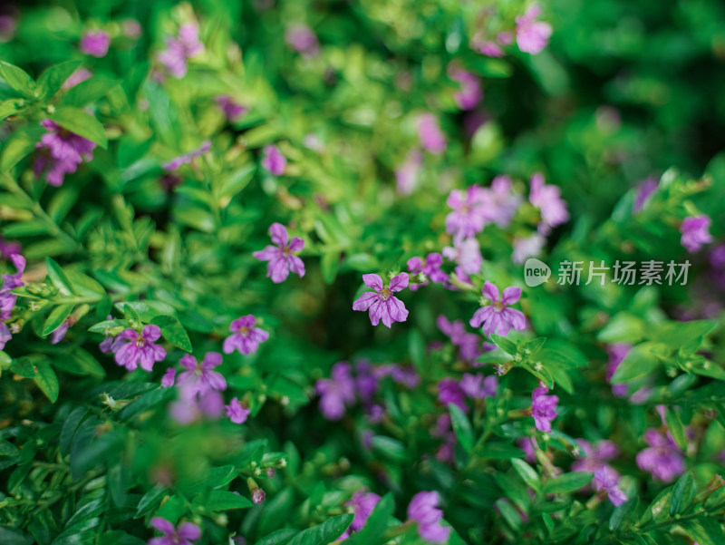 夏日小清新花草——萼距花