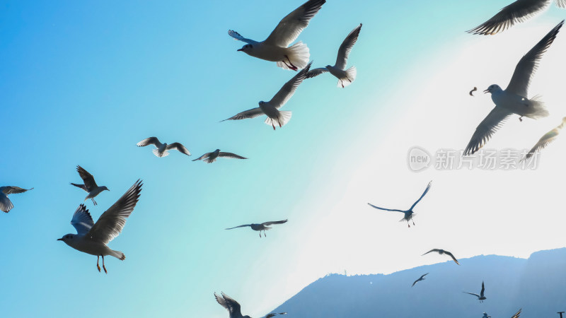 蓝天中飞翔的海鸥群