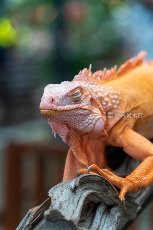 游客在清迈夜间动物园里抚摸橙色的鬣蜥