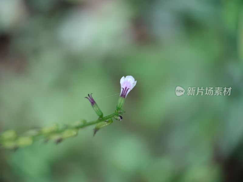 微小花朵的绽放-透骨草