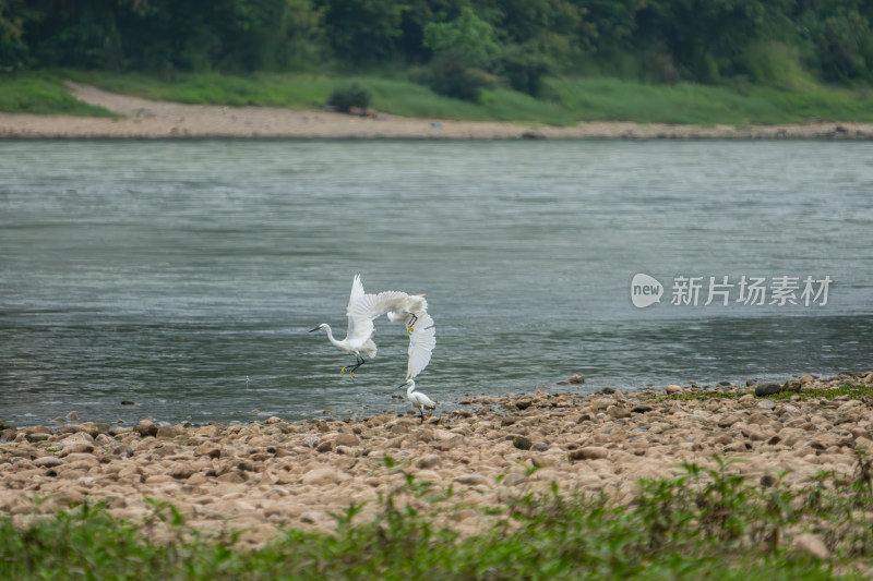 河边白鹭在石滩活动场景