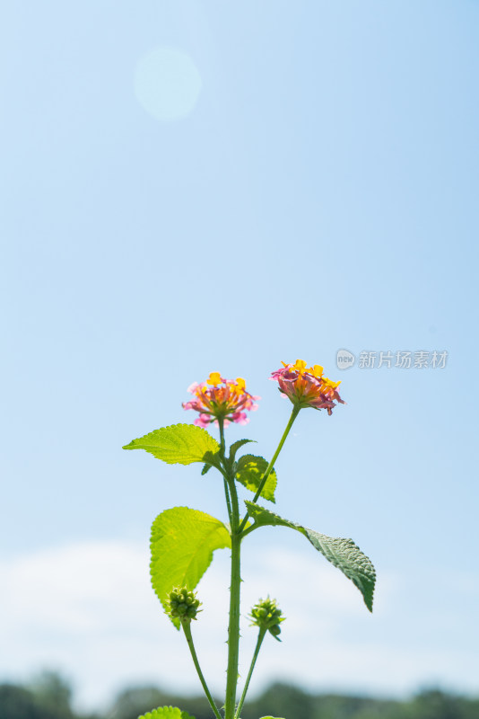 阳光下的绿色植物特写