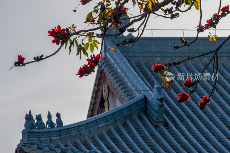 春天南粤盛开的木棉花