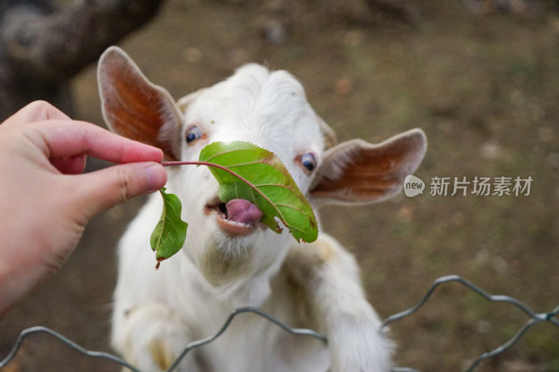 小羊在吃树叶