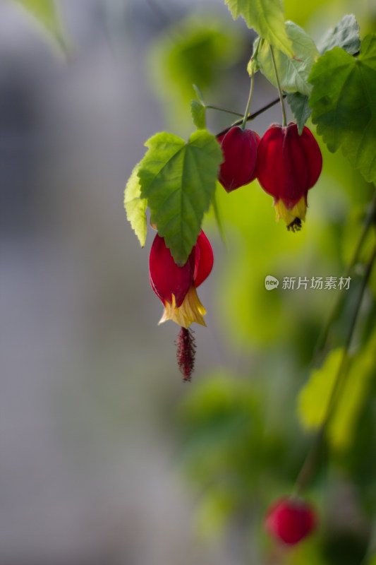 特写红色灯笼花与绿叶