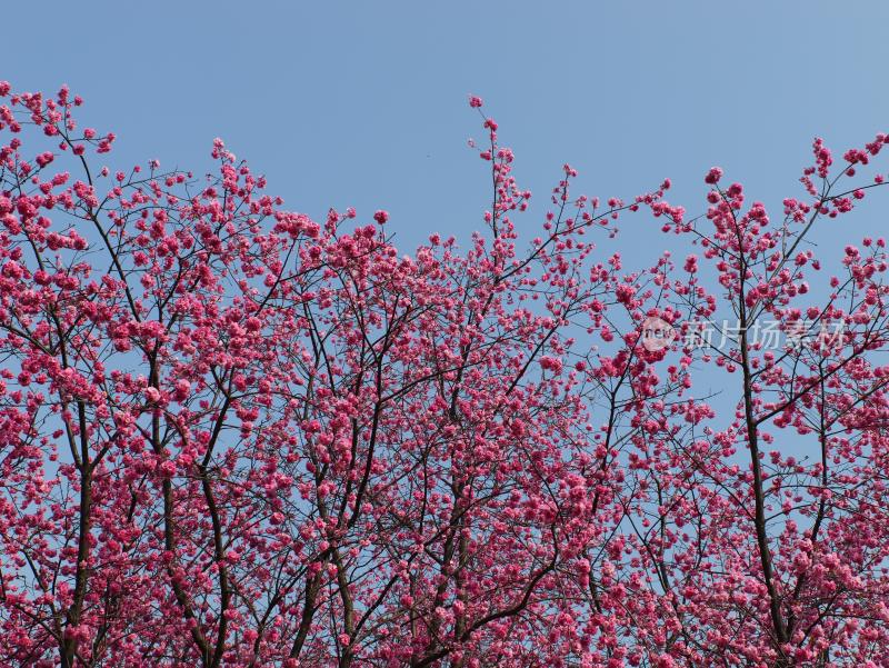 春天枝繁叶茂的樱花