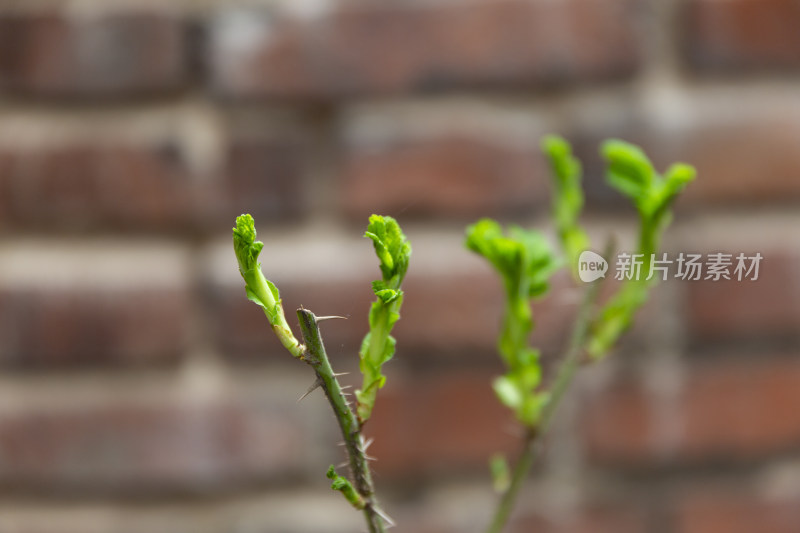 阳光花卉自然景色