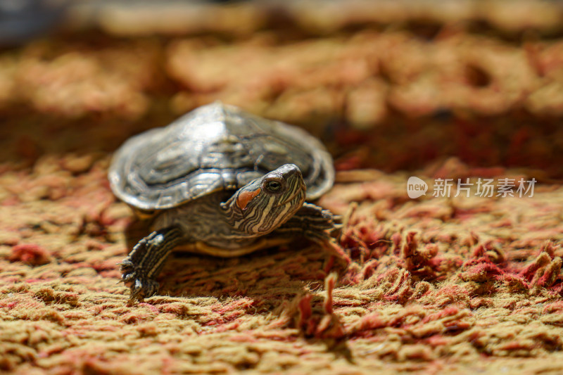 巴西龟乌龟在地毯上爬行