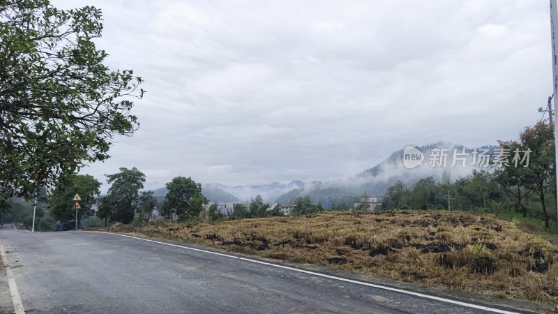 乡村道路旁的田野景色