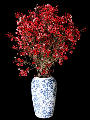 黑色背景上青花瓷花瓶里插着鲜花红色腊梅