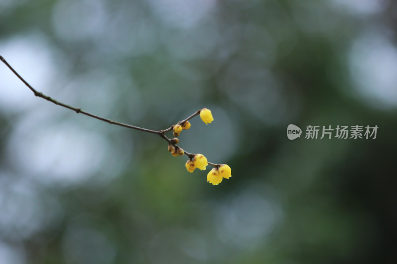 初春的黄色腊梅花盛开