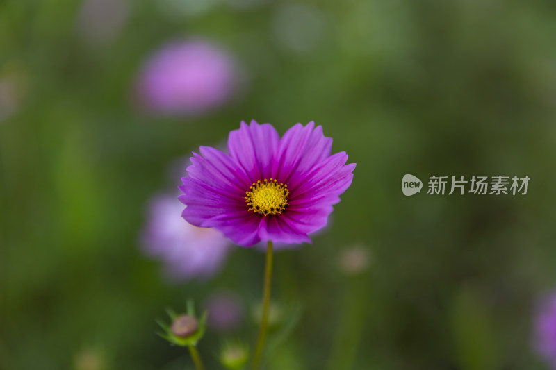 四季花卉盆景格桑花