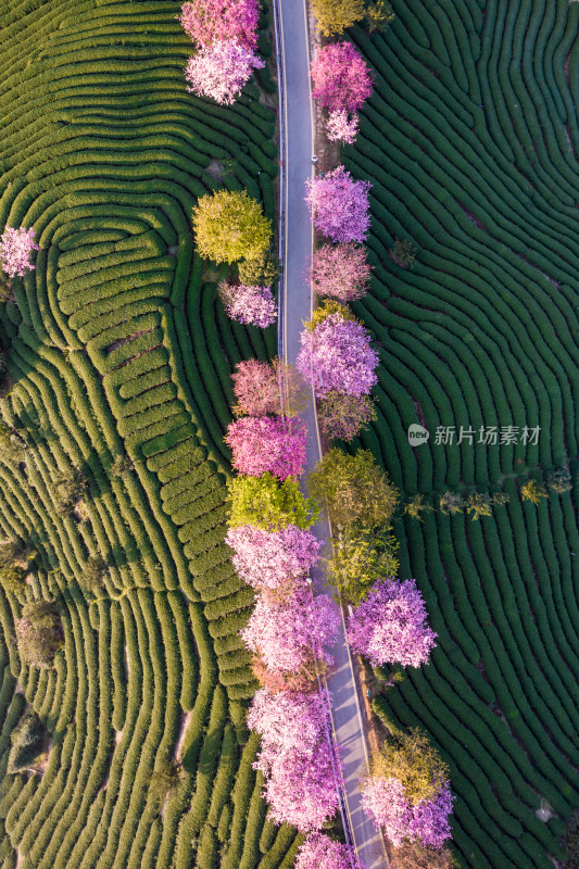 福建龙岩永福台品樱花茶园