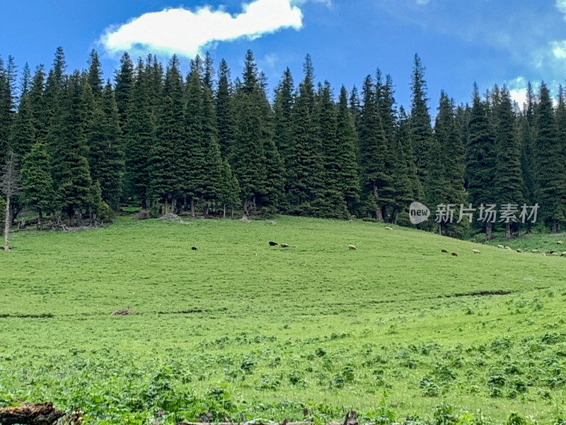 中国新疆伊犁那拉提草原旅游风光