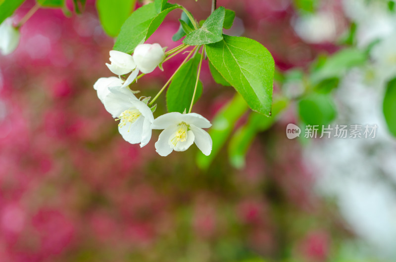 白色海棠花特写