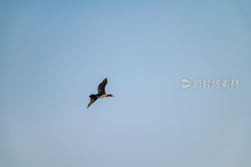 洛阳洛河边湿地里空中飞翔的鱼鹰（鸬鹚）