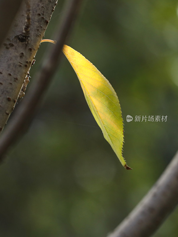 阳光下闪闪发光的金黄色树叶叶子特写