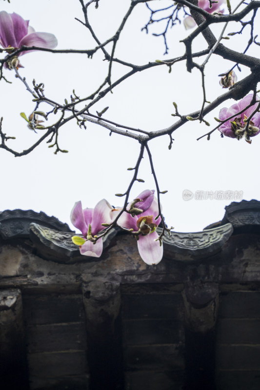 苏州园林网师园内梯云室前的粉红色玉兰花