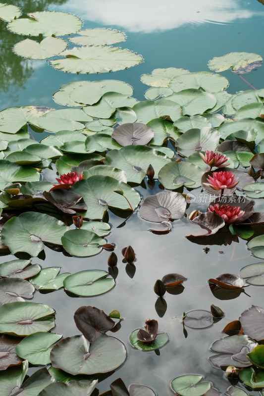 北京国家植物园睡莲