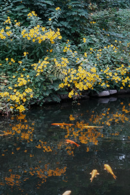 北京圆明园公园盛开的菊花