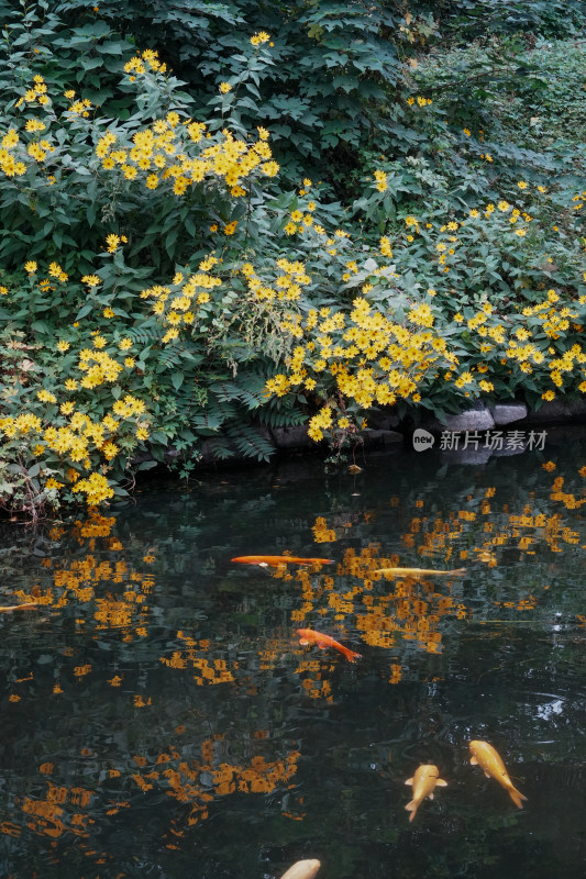 北京圆明园公园盛开的菊花