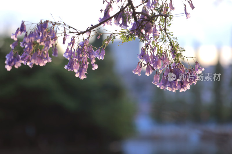 蓝花楹盛开