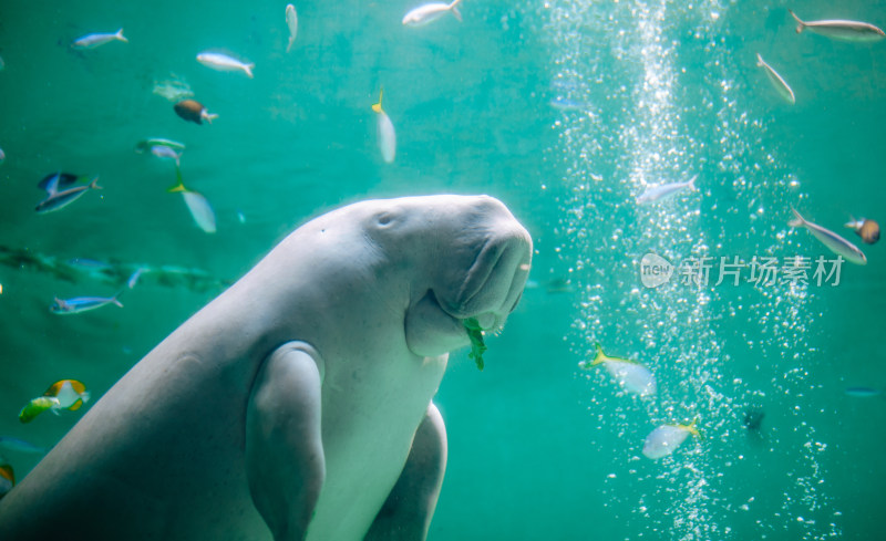 日本三重县鸟羽水族馆里的儒艮