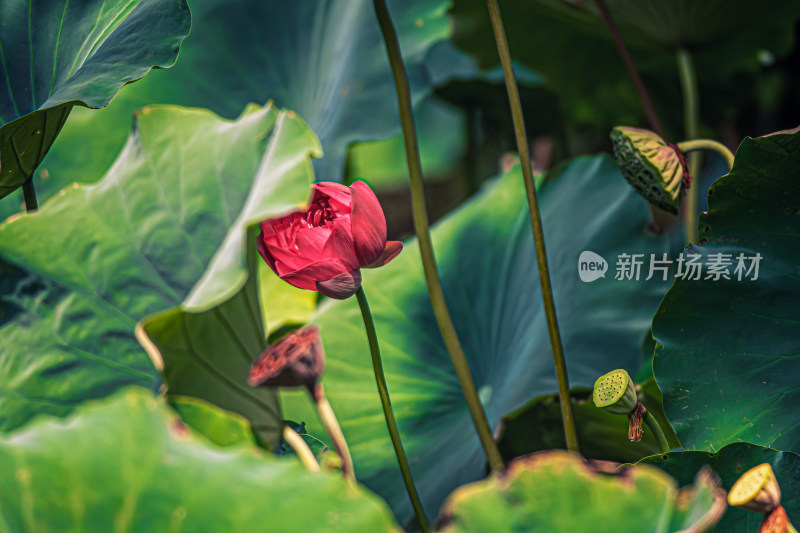 雨后荷花上的水珠