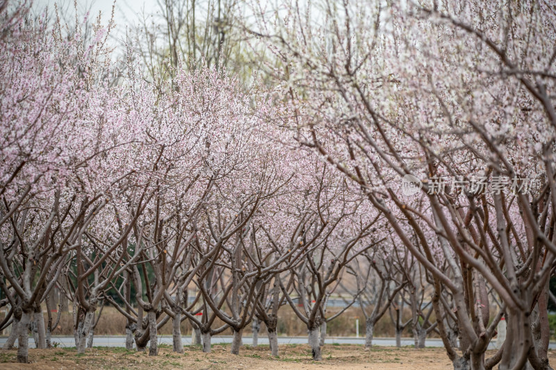 桃树桃花桃树林