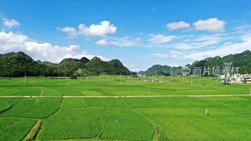 夏季乡村田园水稻稻田风光