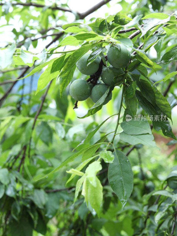 夏天大自然中的绿色果树和果实李子的风景