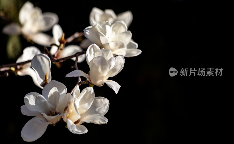 北京太庙玉兰花开