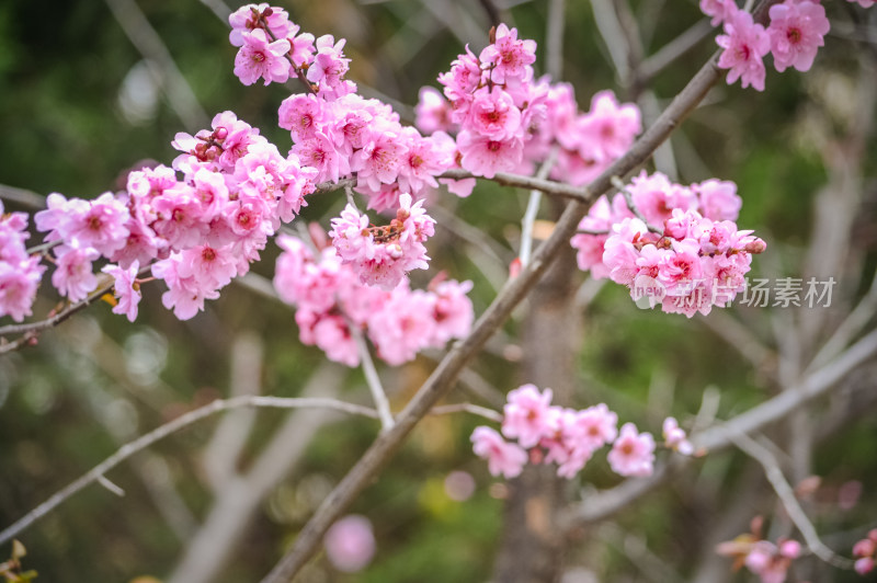 春天盛开樱花特写