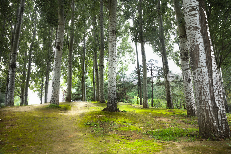 北京奥林匹克公园鸟巢