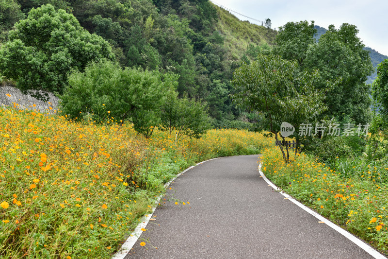 黄色小花小路