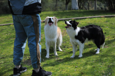 在公园里给边境牧羊犬喂零食