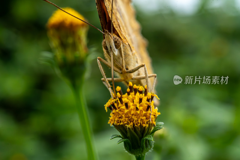 草丛中以花蜜为食的昆虫