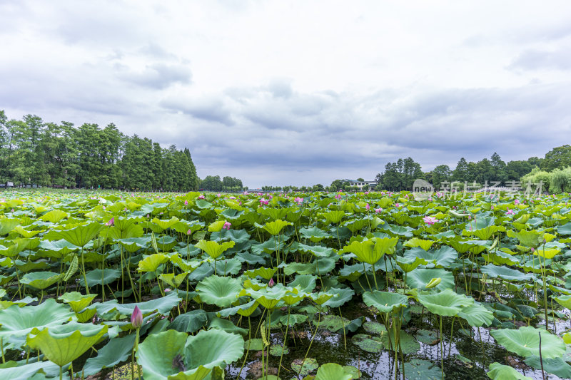 武汉东湖风景区景点风光