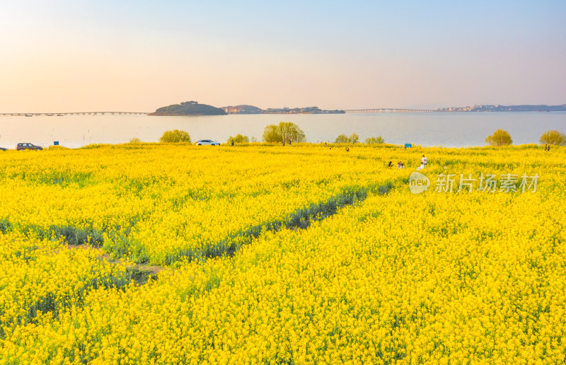 苏州太湖西山岛油菜花航拍