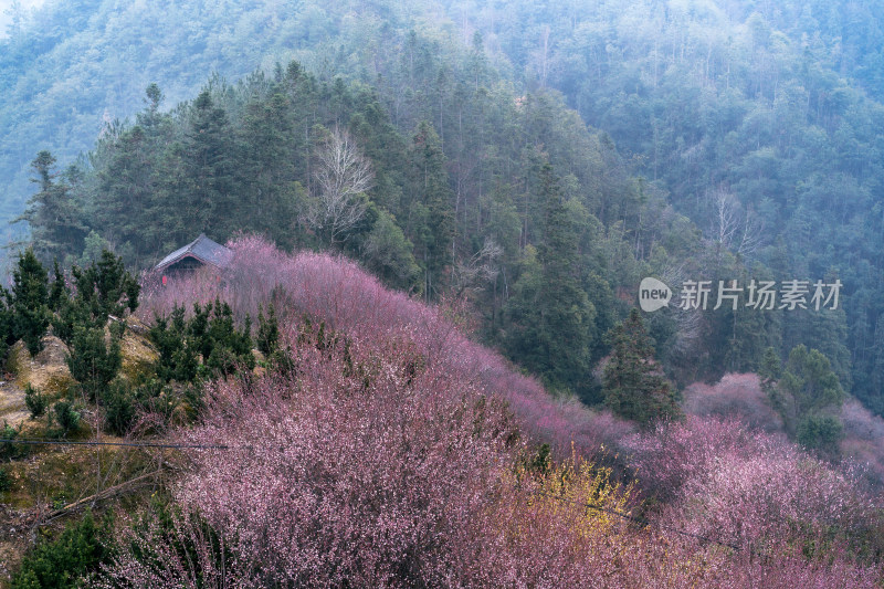 安徽歙县卖花渔村梅花盛开