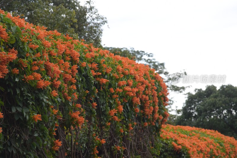 广东东莞：炮仗花正值花期