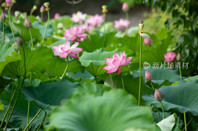 池塘里清新自然荷花